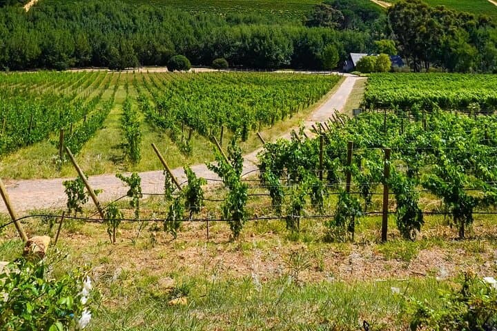 Cape Winelands private tour