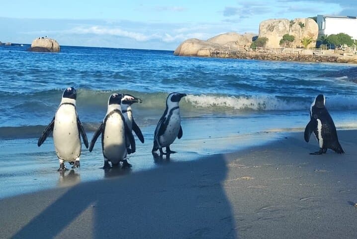 Cape Peninsula Private tour
