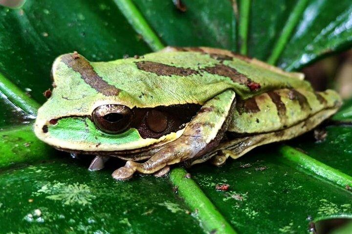 Private Sloth's Rainforest Tour & Llanos Del Cortez Waterfalls