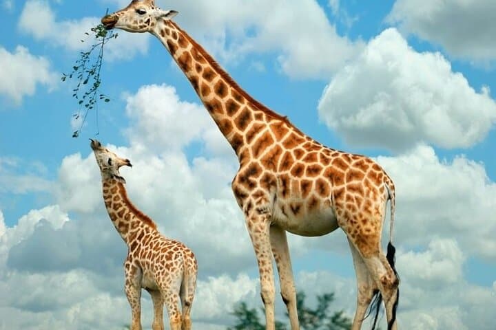 Nairobi; Giraffe Center and Karen Blixen museum.