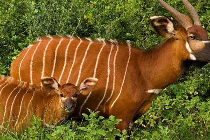 2 Days Aberdare National Park Safari with Luxury Lodge