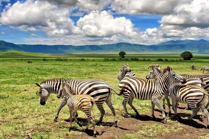 2 Days Sweetwaters Ol Pejeta Conservancy Safari from Nairobi