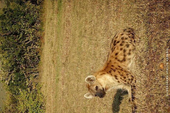 7 Day Ndutu Conservancy, Serenegeti, Ngorongoro L Manyara Park