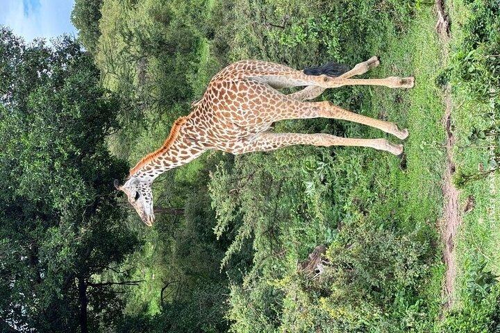 7 Day Ndutu Conservancy, Serenegeti, Ngorongoro L Manyara Park