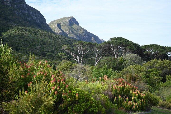 Kirstenbosch Gardens: An Audio Tour by Botany Expert