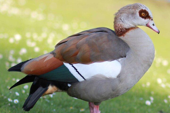 Kirstenbosch Gardens: An Audio Tour by Botany Expert