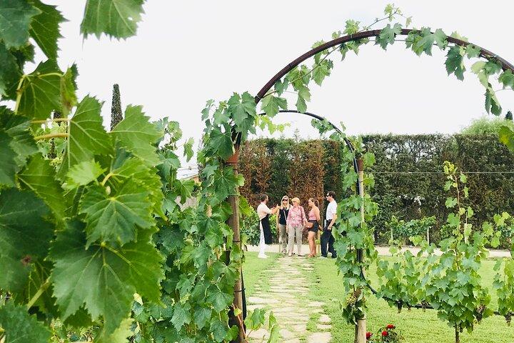 Tuscany: Chianti Semi-Private Wine Tasting and Dinner in Vineyard