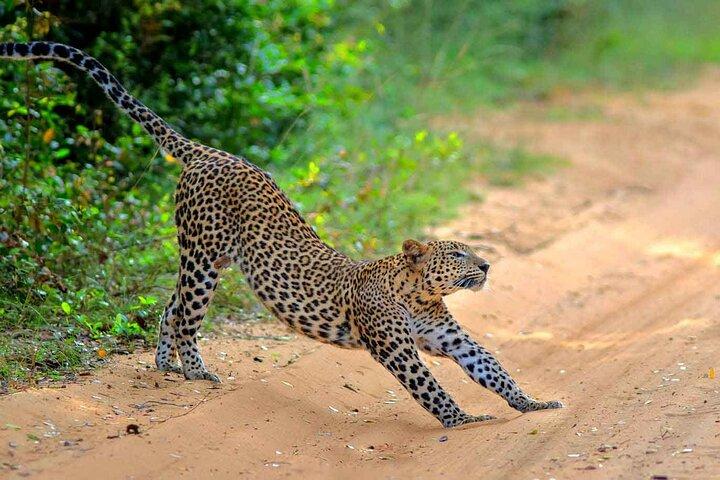 Wilpattu Jeep Safari Day Tour From Sigiriya