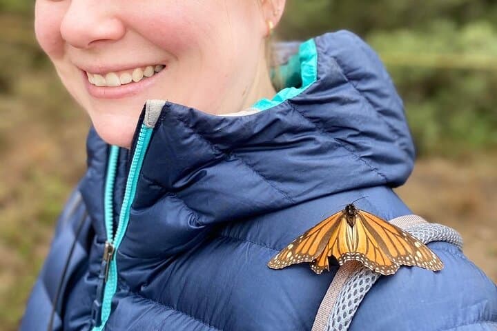 Monarch Butterfly: Biosphere Reserve & Christmas Tour in Mexico