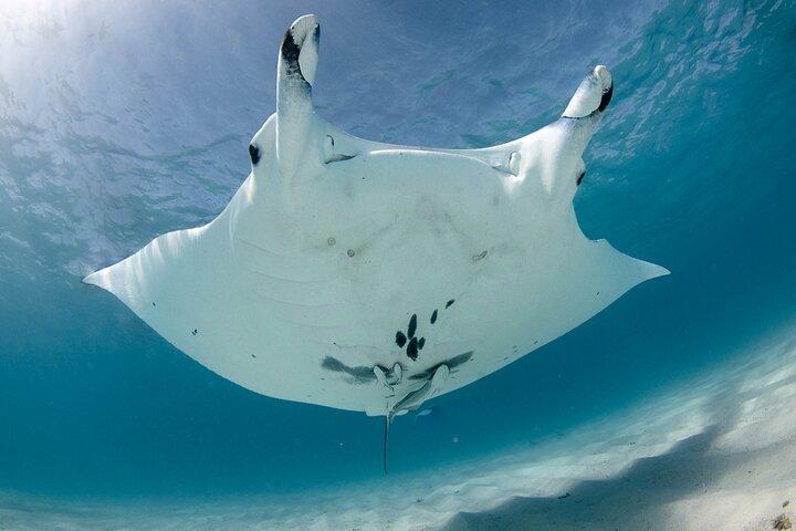 Best of Ningaloo Mantas and More