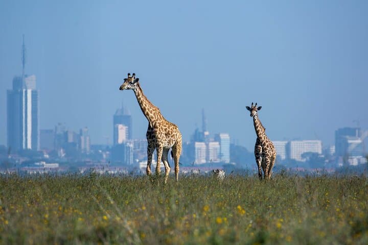 Nairobi National Park with Elephant Orphanage and Giraffe Center.