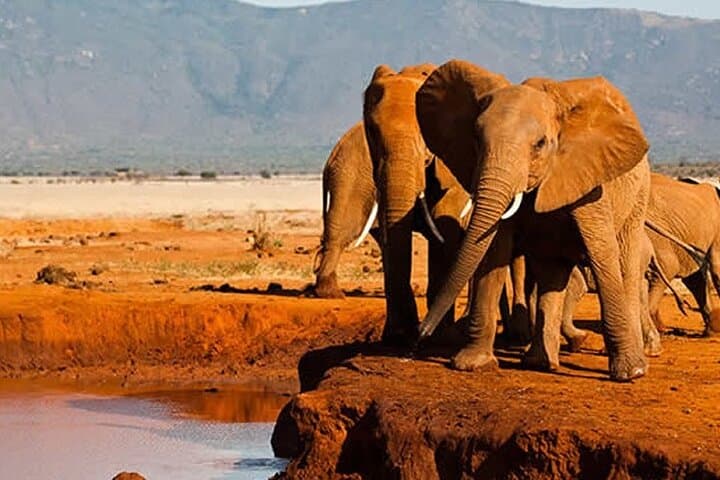 Tsavo East and West, Amboseli 5 Days from Mombasa
