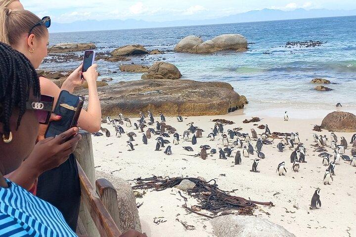 Full-Day Tour to Cape of Good Hope & Penguins from Cape Town