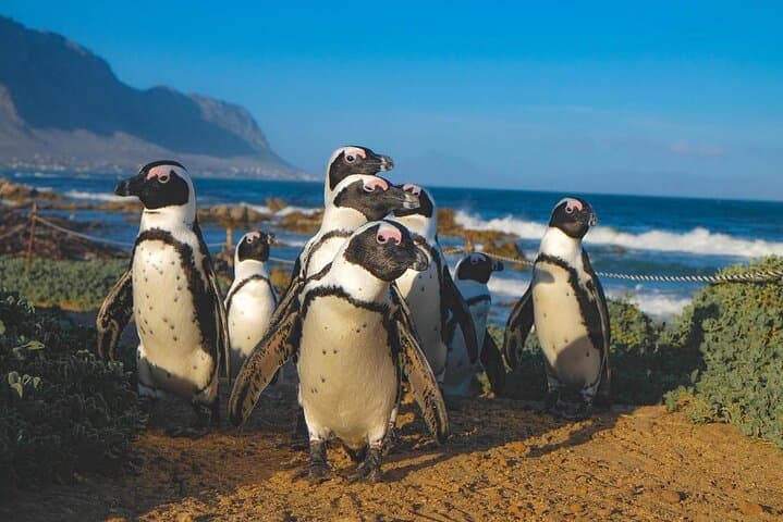 Table Mountain, Cape of Good Hope , Penguins , Bo Kaap and Seals