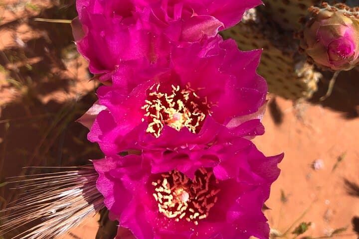 Private Valley of Fire Hiking and Sightseeing Adventure