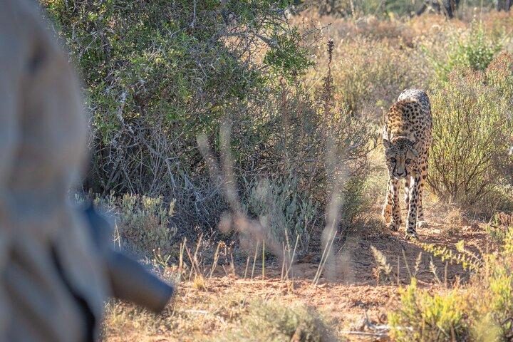 Free Roaming Cheetah Experience