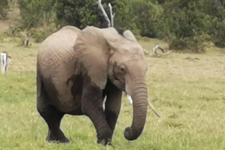 5 Days Amboseli, Lake Nakuru and Masai Mara Safari