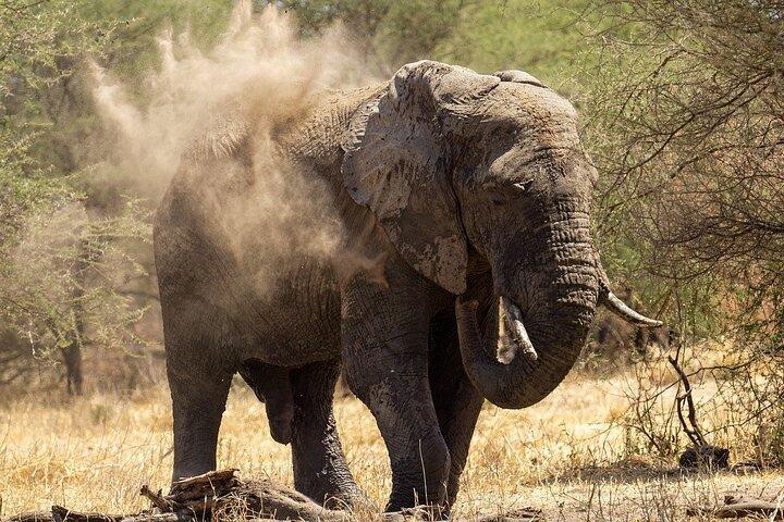 5 Days Northern Tanzania Group Safari (Departs every Friday)