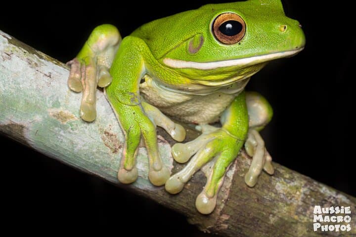 Cairns: Night Wildlife Walk in the Botanic Gardens