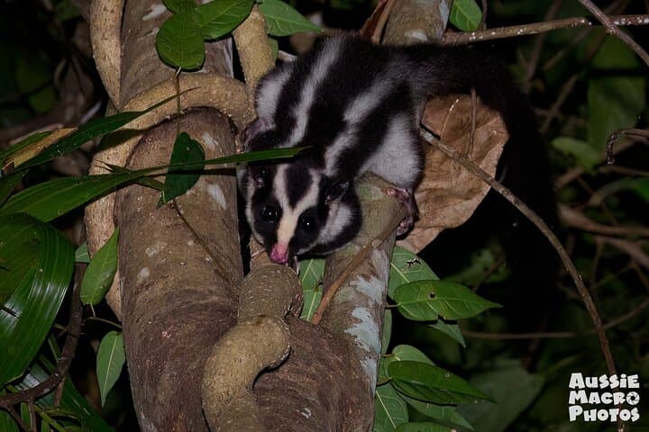 Cairns: Night Wildlife Walk in the Botanic Gardens