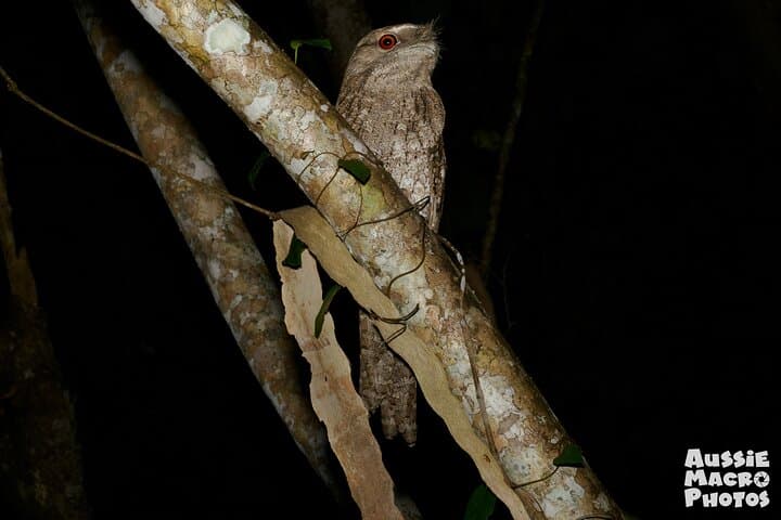 Cairns: Night Wildlife Walk in the Botanic Gardens