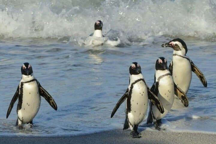 Table Mountain, Cape Point & Penguin Beach ENTRANCE INCLUDED