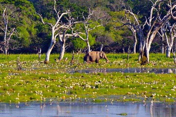 Sigiriya, Dambulla & Habarana Safari Tour from Colombo | Budget