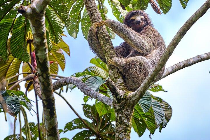 Private Blue Waterfall, Sloth Sanctuary and Coffee Tour Day Trip