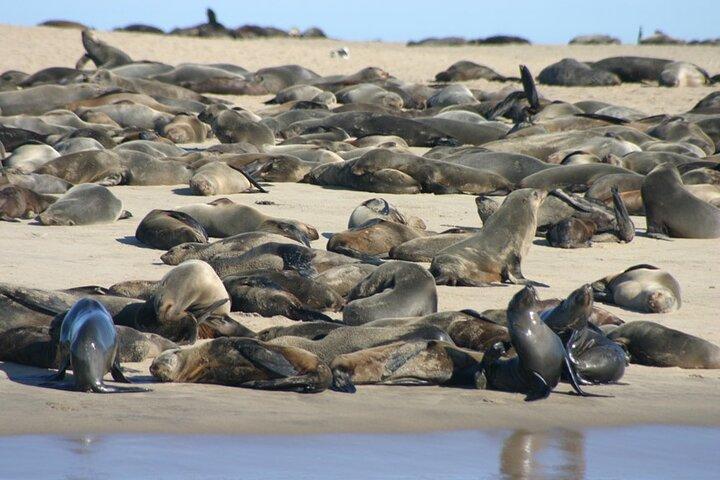Marine Dune Day: Catamaran Cruise and Sandwich Harbor Dune Drive