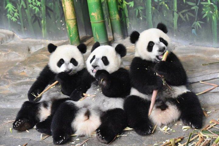 See Panda Guangzhou Chimelong Safari Park and Circus Private Tour