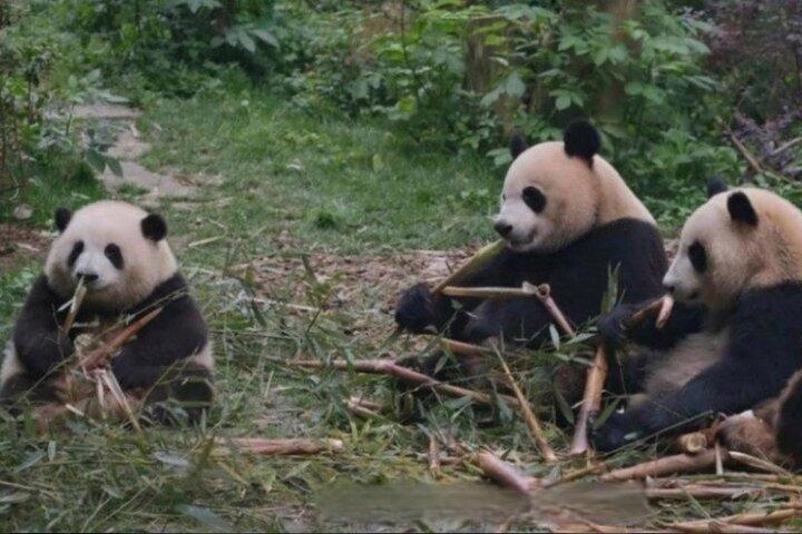 See Panda Guangzhou Chimelong Safari Park and Circus Private Tour