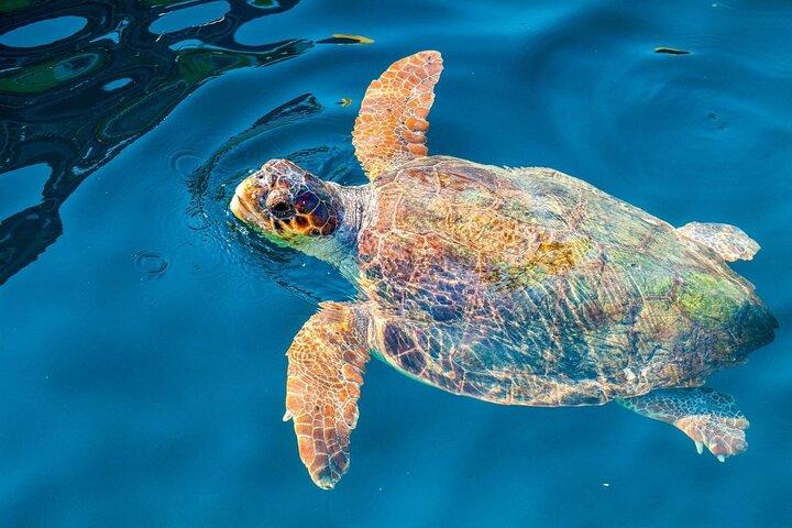 Zakynthos Half Day Tour and Cruise Turtle Island and Keri Caves