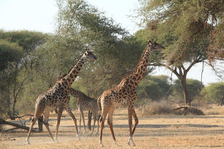 3-Day Tour in Manyara, Ngorongoro, Tarangire with Night Safari