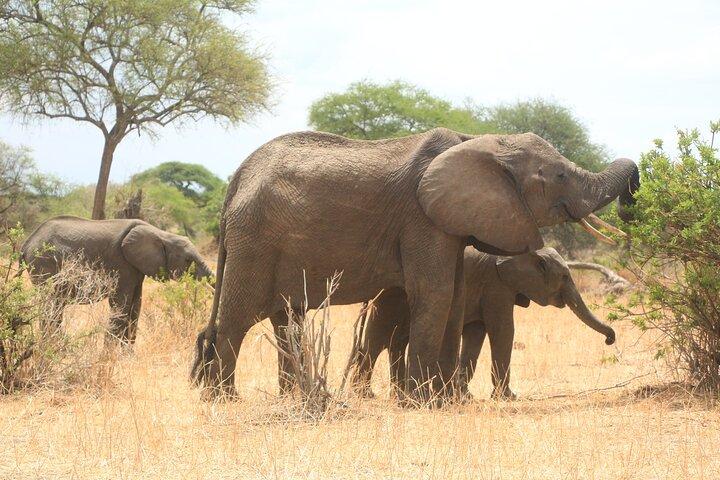 3-Day Tour in Manyara, Ngorongoro, Tarangire with Night Safari