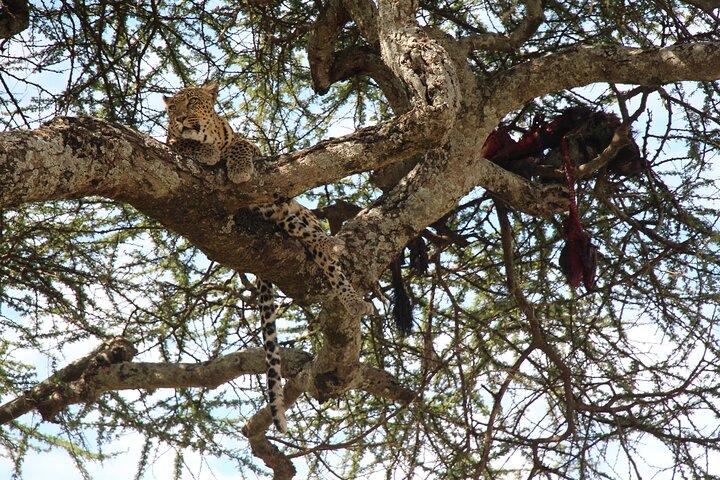 3-Day Tour in Manyara, Ngorongoro, Tarangire with Night Safari