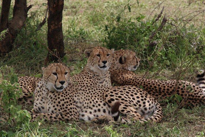 3-Day Tour in Manyara, Ngorongoro, Tarangire with Night Safari