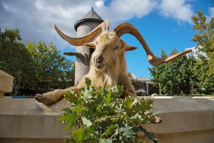 Full Day Stellenbosch Winelands Private Tour from Cape Town