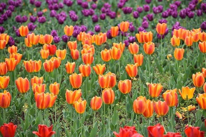 6 Days Private Tour in Kashmir
