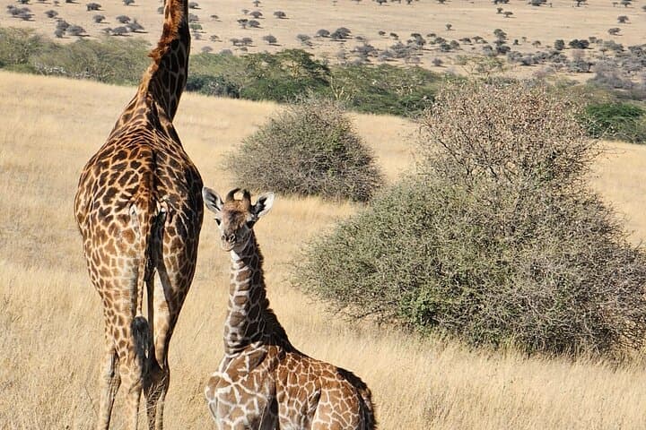 Full Day Tour in Amboseli National Park from Nairobi