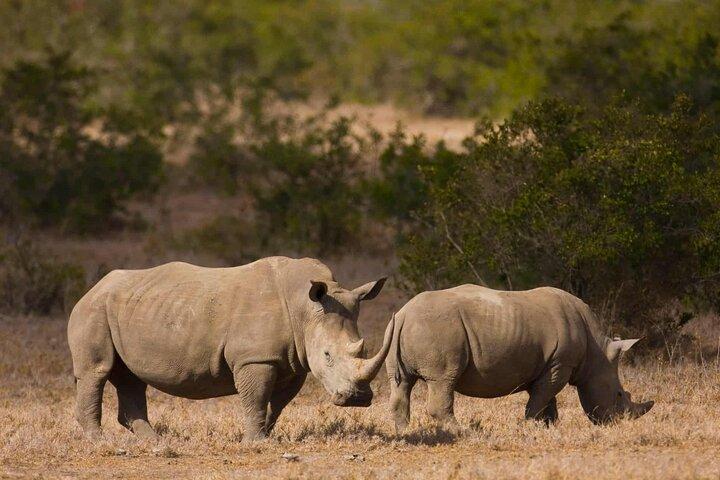 2 Days Sweetwaters Ol Pejeta Conservancy Safari from Nairobi