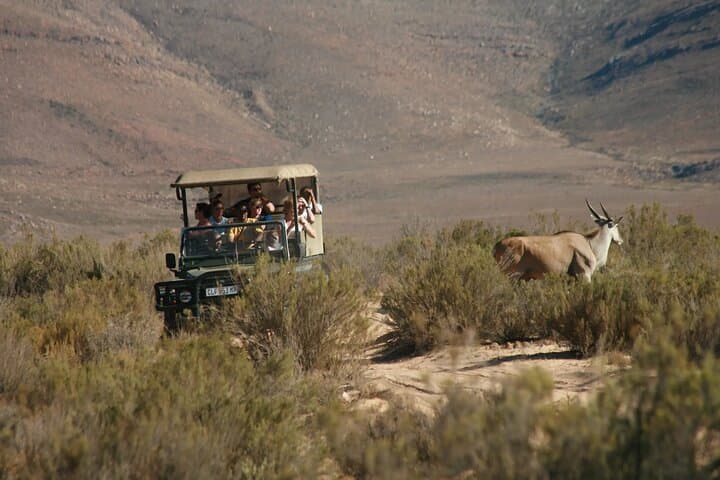 Ultimate Big Five Wildlife Safari & Wine Tasting