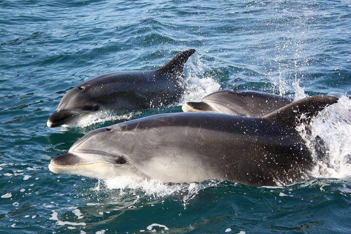 Discover the Bay - Hole in the Rock cruise includes Island Lunch