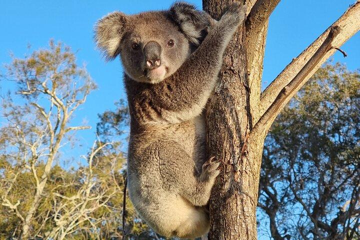 Stradbroke Island Eco Day Trip from Brisbane – Wildlife & Beaches