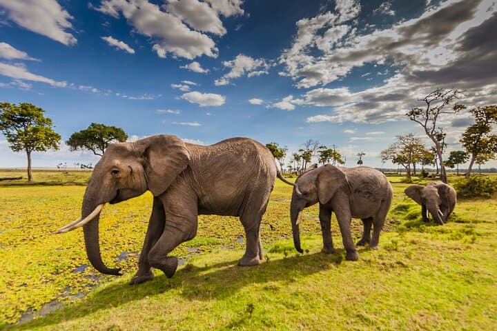 9 Days Discover Kenya Wildlife Safari