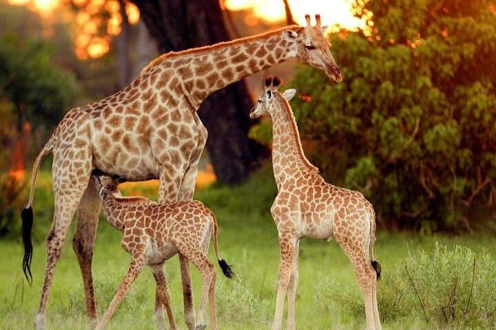 Day tour to Giraffe Center and Karen Blixen Museum