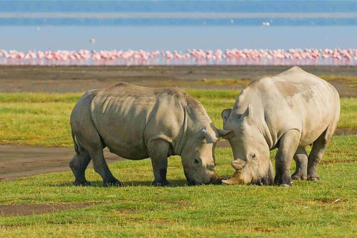 4 Day Masai Mara & Lake Nakuru 4x4 Big 5 private(with options)