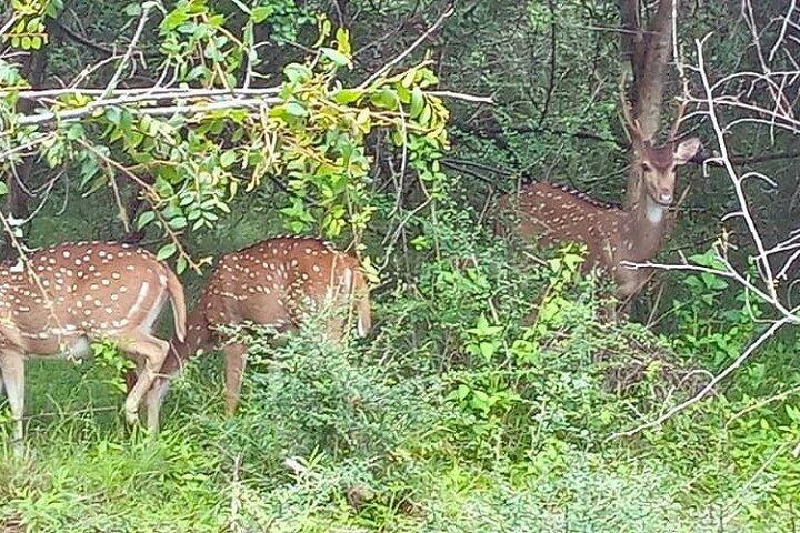 Fully Private Udawalawe National Park Safari Tour