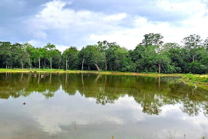 Fully Private Udawalawe National Park Safari Tour
