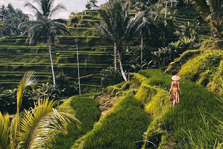 Ubud Monkey Forest, Rice Terrace & Tirta Empul Temple Tour