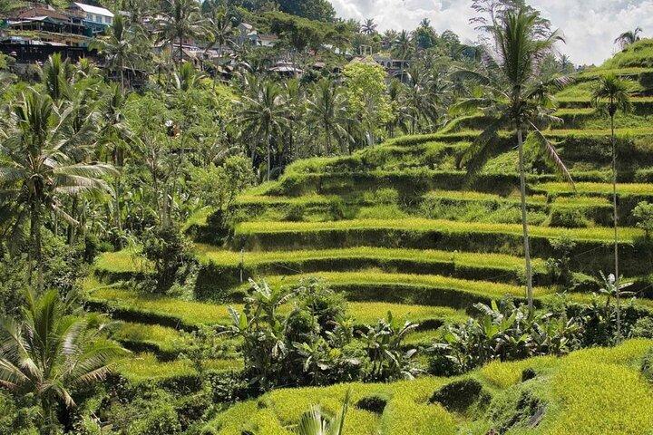 Ubud Monkey Forest, Rice Terrace & Tirta Empul Temple Tour